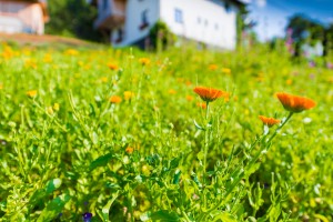 Garten (1)