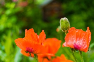 Garten (11)
