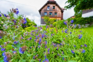 Garten (13)