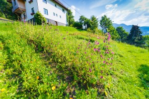 Garten (2)