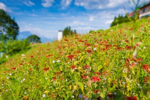 Garten (20)