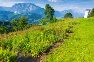 Garten (22)