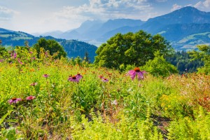 Garten (24)
