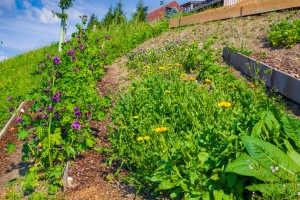 Garten (3)