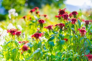 Garten (4)