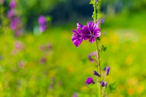 Garten (6)