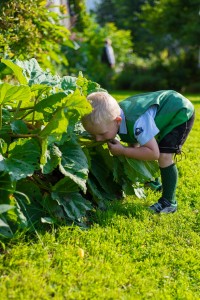 Garten (8)