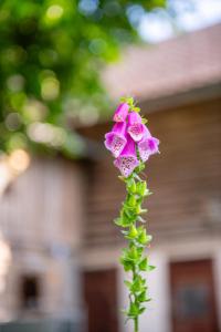 familie-percht©DS-58
